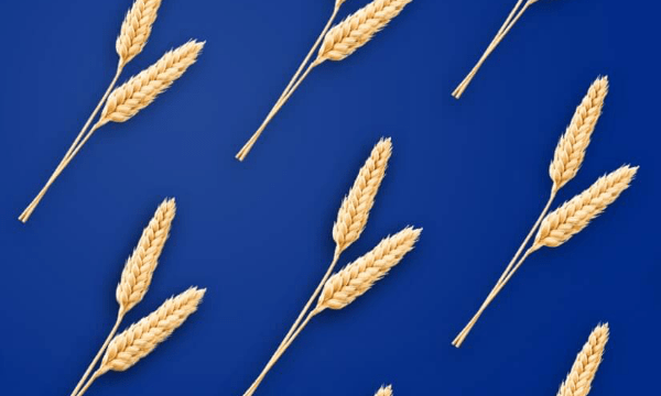 Sustainable Wheat for Barilla's Bread Brand Harrys – WorldBakers